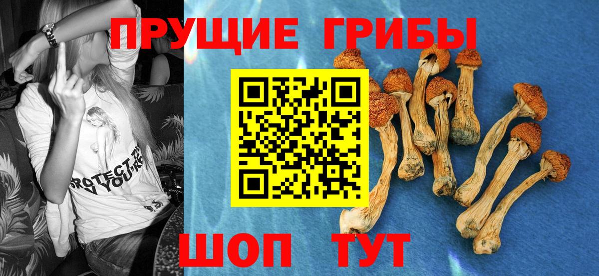 Галлюциногенные грибы Psilocybe Шарыпово